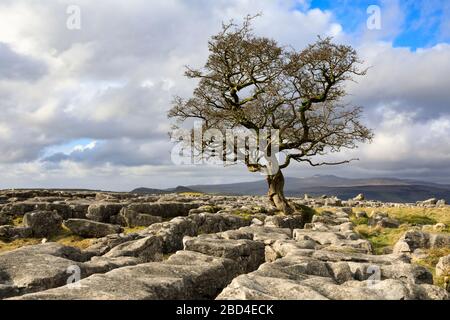 Un arbre d'aubépine solitaire aux pierres Winskill dans le parc national du Yorkshire Dales. Banque D'Images