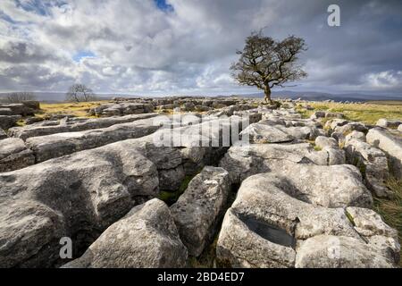 Un arbre d'aubépine solitaire aux pierres Winskill dans le parc national du Yorkshire Dales. Banque D'Images