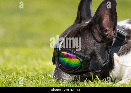 Un joli portrait de tête de chien noir et blanc de Bulldog avec une jolie expression dans le visage froissé. Drôle parce que les lunettes de soleil. Banque D'Images