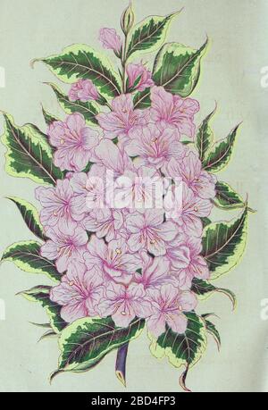 Illustration des fleurs historiques - WIEGELA À FEUILLES VARIÉGUÉES - image de la page 7 du catalogue descriptif d'Ellwanger & Barry d'arbres et d'arbustes ornementaux, roses, etc., (1868)