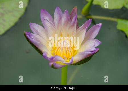 Lotus Flower est l'une des deux espèces existantes de plantes aquatiques de la famille des Nelumbonaceae. Banque D'Images