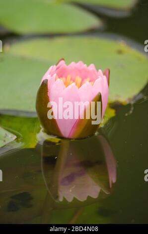 Lotus Flower est l'une des deux espèces existantes de plantes aquatiques de la famille des Nelumbonaceae. Banque D'Images