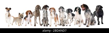 Les chiens de chasse in front of white background Banque D'Images