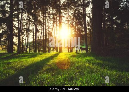 Rayons de soleil pour l'intermédiaire d'arbres dans la forêt brumeuse. Banque D'Images