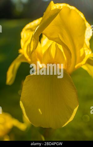 Fleur d'iris jaune en pleine fleur dans le jardin de fleurs au printemps été gros plan Macro Banque D'Images