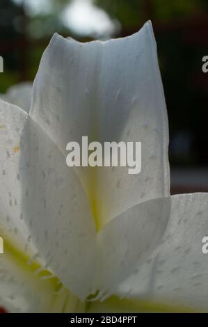 Forme de tulipe en ombre et rétro-éclairage de la fleur blanche dans le jardin privé vivace de fleur Banque D'Images