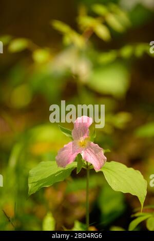 fleur de trillium rose qui fleurit au début du printemps dans les bois verticaux mettre en forme la fleur trillium blanche en arrière-plan avec les feuilles vertes Saison de printemps Banque D'Images