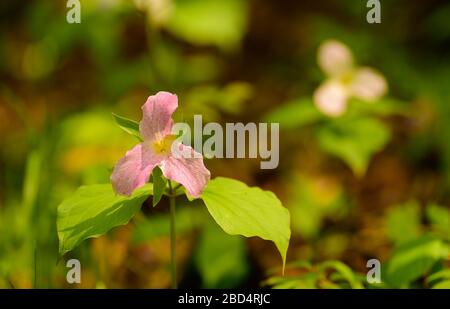 fleur de trillium rose qui fleurit au début du printemps dans les bois horizontaux mettre en forme la fleur trillium blanche en arrière-plan avec les feuilles vertes Saison de printemps Banque D'Images