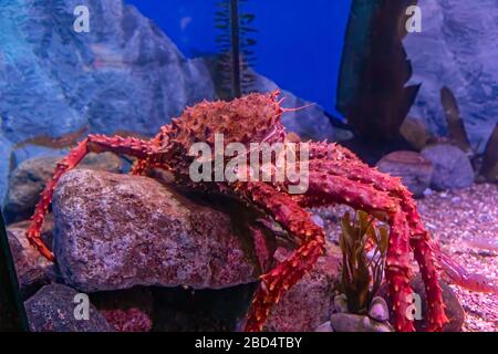 Toronto, Canada - 20 août 2018 : crabe géant japonais d'araignée, Macrocheira kaempferi, dans un réservoir de verre à l'Aquarium Ripley, Toronto, Canada Banque D'Images