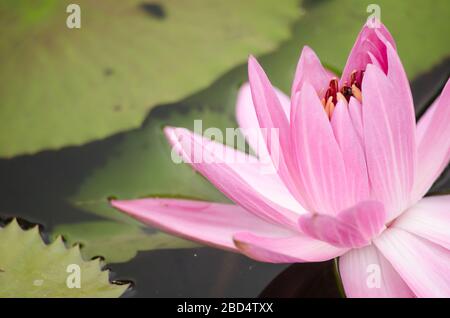 Lotus Flower est l'une des deux espèces existantes de plantes aquatiques de la famille des Nelumbonaceae. Banque D'Images