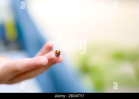 Coccinelle rouge assise sur les mains des enfants. Enfant prenant peu de coccinelle avec soin. S'occuper du concept de la nature. Banque D'Images