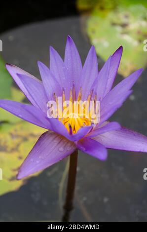 Lotus Flower est l'une des deux espèces existantes de plantes aquatiques de la famille des Nelumbonaceae. Banque D'Images