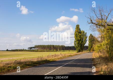 Champ après récolte. Forêt de pins à l'horizon. La route qui passe le long du champ. Ciel bleu. Banque D'Images