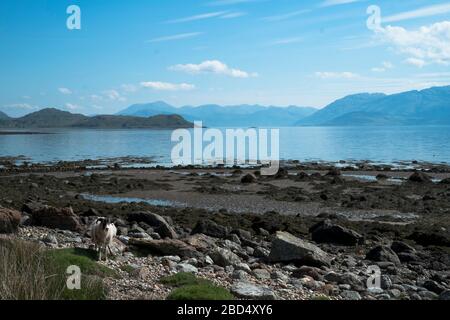 Vue sur le Loch Linnhe depuis Kingairloch pendant le trajet en vélo jusqu'à Strontian avec Slow Adventure Travel Company Banque D'Images