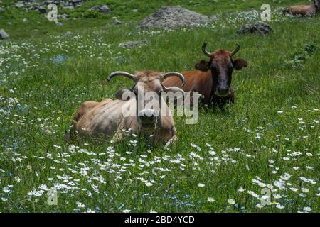 Les vaches ont un repos sur la prairie alpine. Fleurs: Pyrèthrum et Forget-me-pas sont au premier plan. Banque D'Images