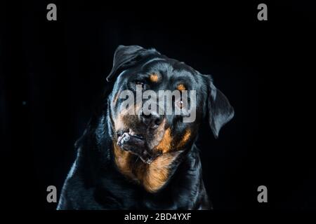 Portrait en studio d'un rottweiler avec tête de coked sur un côté Banque D'Images