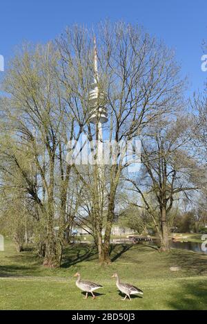 Munich, Allemagne. 7 avril 2020. Deux oies traversent le parc olympique. En raison des restrictions de sortie causées par la pandémie de Corona, le parc olympique populaire est maintenant presque déserté. Crédit: Ursula Düren/dpa/Alay Live News Banque D'Images