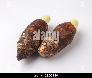 Racines de taro fraîches isolées sur fond blanc Banque D'Images