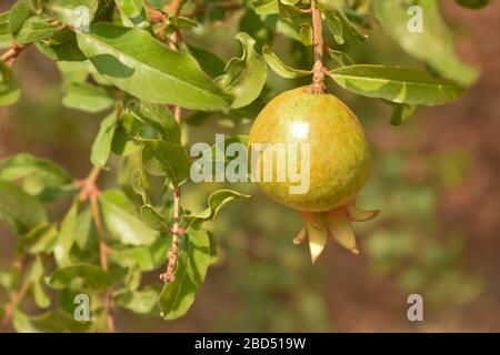 Fruits à grenier qui poussent sur le fond de l'arbre/de la plante.image de photo de stock, agriculture Banque D'Images