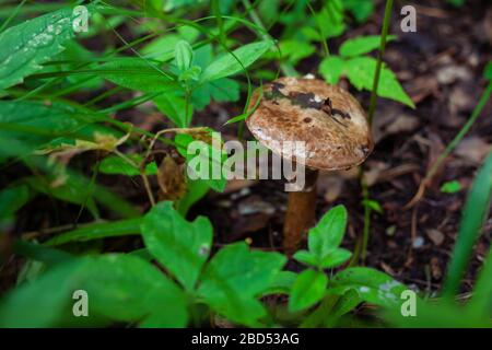 champignons bruns humides dans la forêt après la pluie Banque D'Images