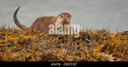 Otters écossais sauvages sur l'île de Mull, Écosse Banque D'Images