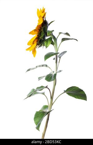 tournesol immature isolé sur fond blanc Banque D'Images