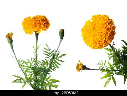marigold jaune isolé sur fond blanc, défini Banque D'Images