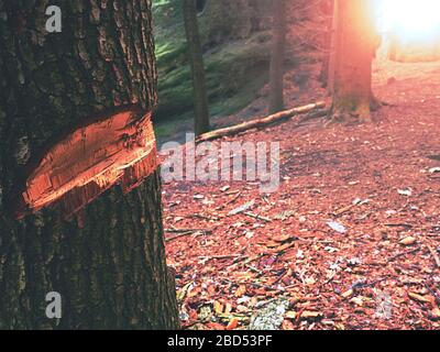 Entaille fraîche coupée en jeune chêne ou en tremble. Forêt d'automne dans des couleurs filtrées. Banque D'Images