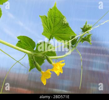 Plante de concombre avec une fleur en serre. Macro de jeunes concombres en croissance. Concombre fleuri. Banque D'Images