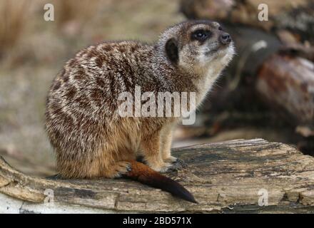 Meerkat (Suricata suricata), en regardant au zoo d'Édimbourg, en Écosse, au Royaume-Uni Banque D'Images