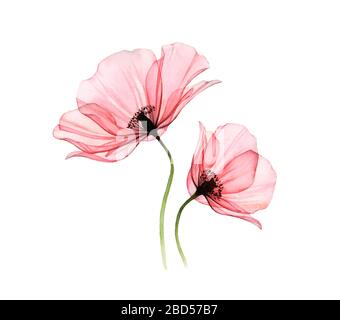 Maquette coquelicot aquarelle. Grandes et petites fleurs transparentes isolées sur blanc. Illustration peinte à la main avec pétales détaillés. Peinture botanique pour Banque D'Images