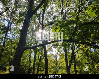 hauts des arbres dans une forêt d'été. Banque D'Images