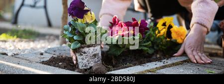 Image d'une femme plantant une belle fleur de pansies violettes dans un jardin décoratif coloré. Vue de bas angle. Banque D'Images