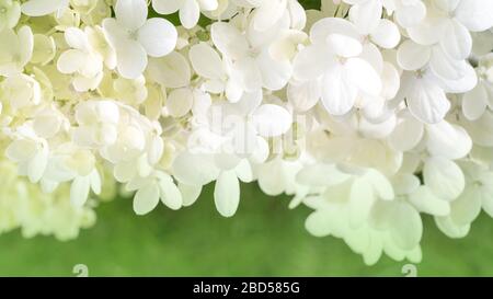 De nombreuses petites fleurs d'hortensia blanc sur fond vert. Banque D'Images