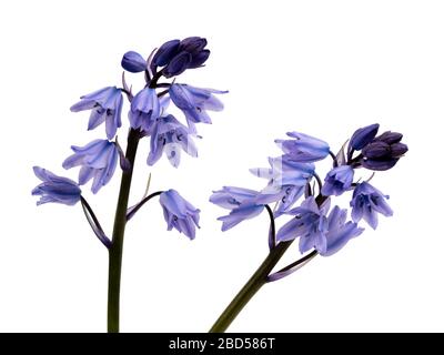 Fleurs printanières bleues et blanches antramées du bluebell espagnol, en jacinthoides hispanica, sur fond blanc Banque D'Images