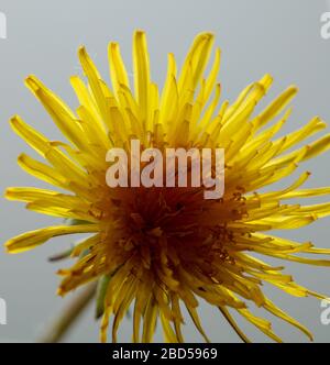 Fleur de pissenlit isolée vue sur un fond gris blanc. Banque D'Images