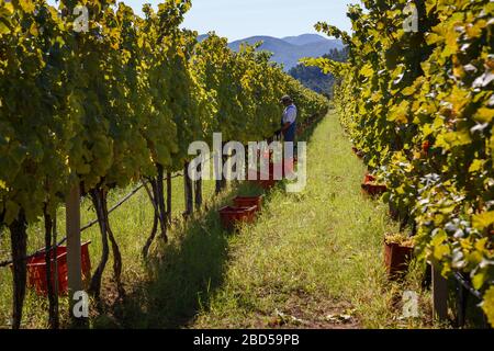 Vignoble en automne prêt pour la récolte, ouvrier récolte des raisins blancs Banque D'Images