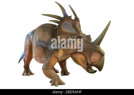 Portrait de styracosaurus isolé sur fond blanc.Styracosaurus est un dinosaure herbivore vivait à crétacé Banque D'Images