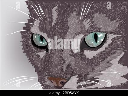 face cat. Tabby Cat gris sur fond clair. Illustration de Vecteur
