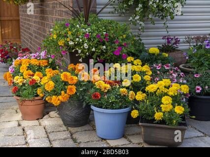 Marigolds dans divers pots Banque D'Images