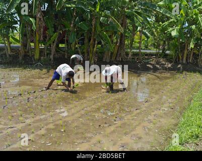 dh peuple balinais local asie BALI INDONÉSIE planter du riz dans paddy field worker les travailleurs agricoles des champs humides les travailleurs des champs de culture Banque D'Images