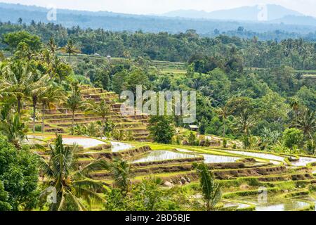 Vue horizontale sur les terrasses de riz à Bali, Indonésie. Banque D'Images