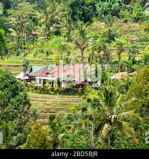 Vue sur la place des terrasses de riz Jatiluwih à Bali, Indonésie. Banque D'Images