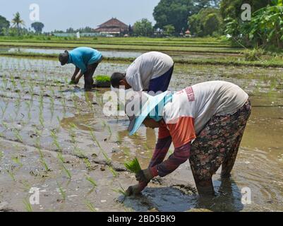 dh travailleurs indonésiens dans les champs BALI INDONÉSIE Femme balinaise locale le travailleur humide riz paddy champ asie les gens rizicole les femmes rurales personne agricole Banque D'Images