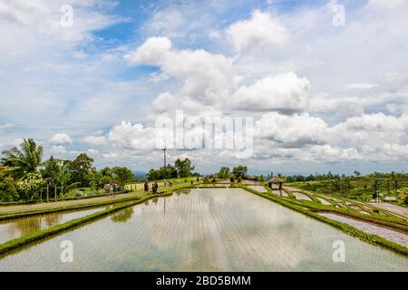 Vue horizontale sur les terrasses de riz à Bali, Indonésie. Banque D'Images