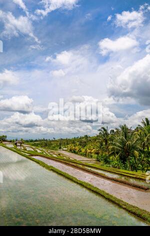 Vue verticale sur les terrasses de riz Jatiluwih à Bali, Indonésie. Banque D'Images