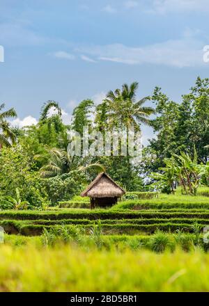 Vue verticale sur les terrasses de riz Jatiluwih à Bali, Indonésie. Banque D'Images
