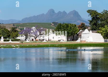 Stellenbosch, Cap-Occidental, Afrique du Sud. 2019. Un grand étang de canards dans le domaine viticole de Vergenoegt près de Stellenbosch, en Afrique du Sud. Banque D'Images