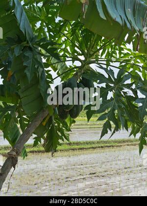 dh BALI INDONÉSIE pain de fruits sur arbre à pain artocarpus altilis indonésie asie Banque D'Images