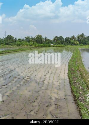 les champs de dh Balinais ont planté du riz BALI INDONÉSIE dans des cultures humides de paddy ridy riant les cultures indonésiennes de l'asie Banque D'Images